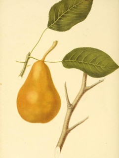 Birne der Sorte Duchess of Orleans