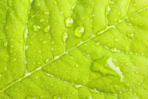 Green leaf with water droplets macro