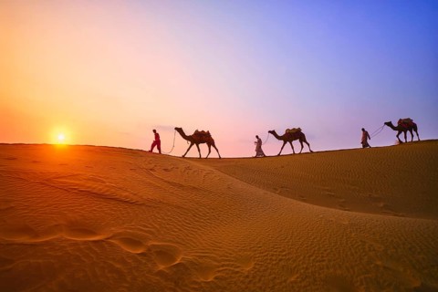 Indian cameleers