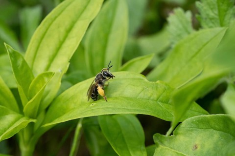Sweat bee
