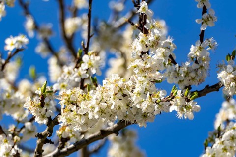 Blossoms of a sour cherry