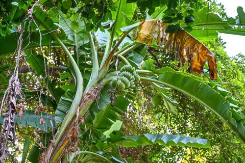 Banana tree