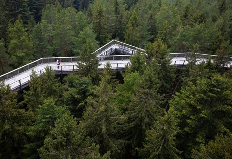 Tree top walk