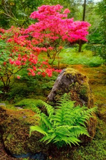 Fern and tree with colorful red leaves in Japanese garden