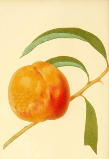 Pfirsich der Sorte Grawfords Late Peach