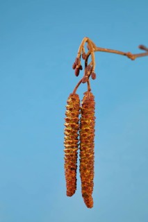 Male and female flowers of black alder
