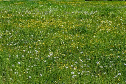 Meadow