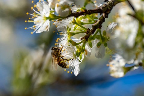 A bees