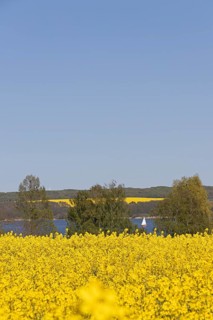 Rape fields