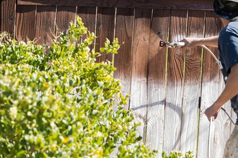 Professional painter spraying house yard fence with wood stain