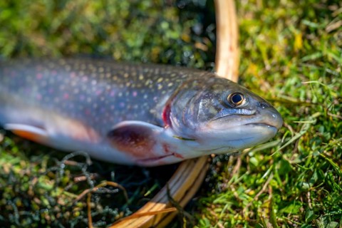 Fishing