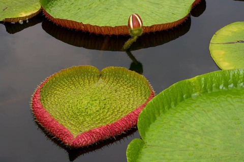 Amazon lily floating on river water