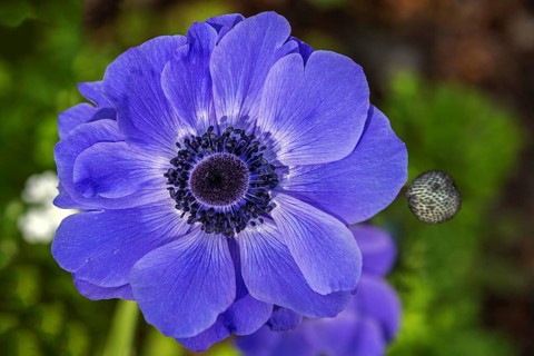Flower of a blue anemone