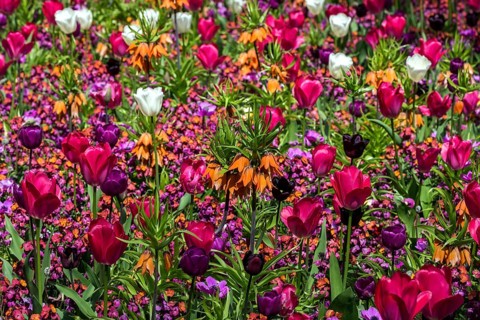 Field with flowering tulips