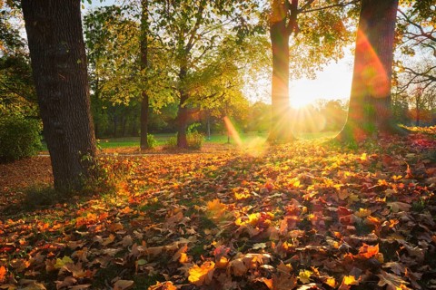 Golden autumn fall October in famous Munich relax place