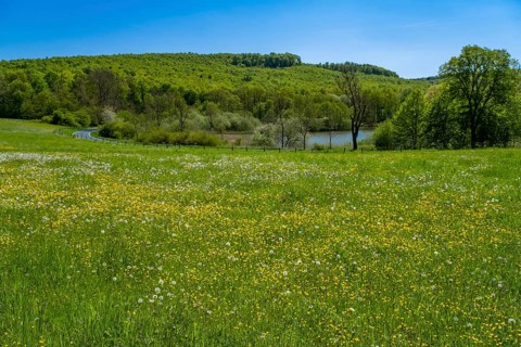 Meadow