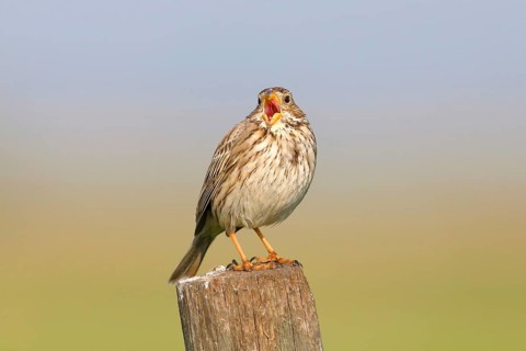 Corn bunting