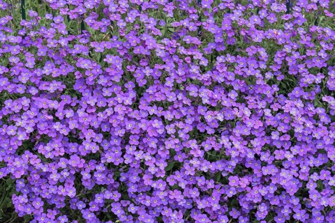 Flowering aubrietas