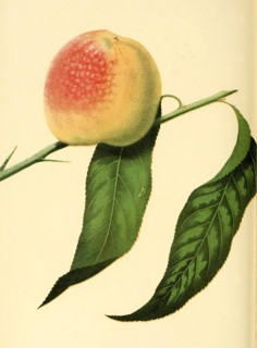 Pfirsich der Sorte the Stetsons Seedling Peach