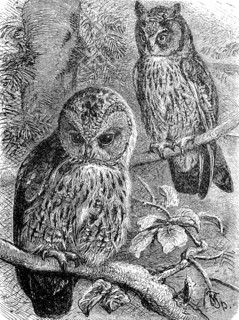Tawny owl