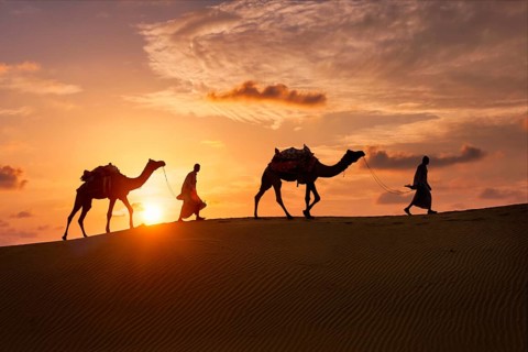Indian cameleers