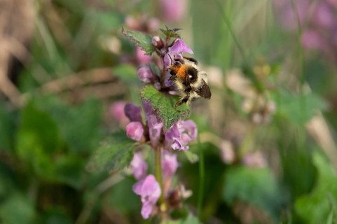 Shrill carder bee