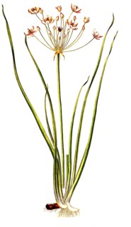 Schwanenblume