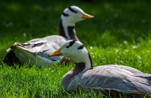 Bar-headed goose