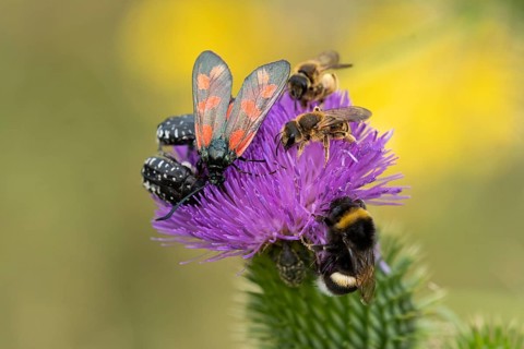 Insect diversity