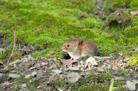 Bank vole