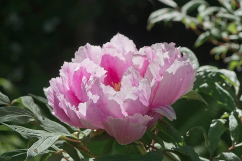 Tree peony