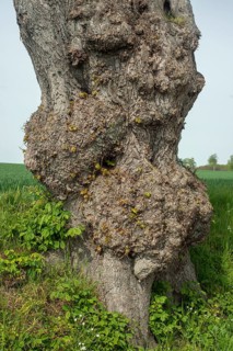Old gnarled elm tree in Charlottenlund avenue