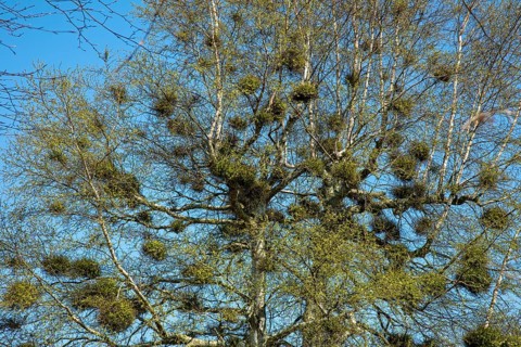 Tree overgrown with mistletoes