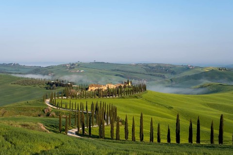 Typical vineyard