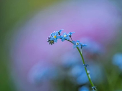 Wood forget-me-not