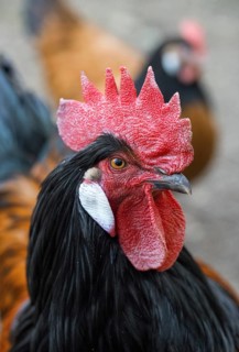 Domestic chicken