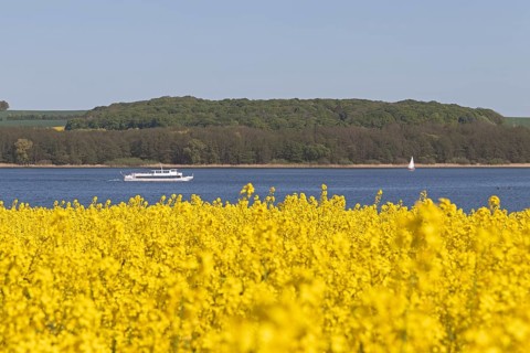 Rape field