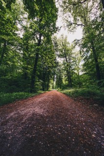 Hiking trail in the forest in the Deister near Hanover