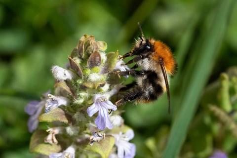 Common carder-bee