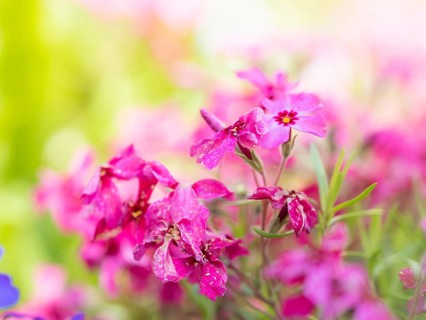 Flowering creeping phlox