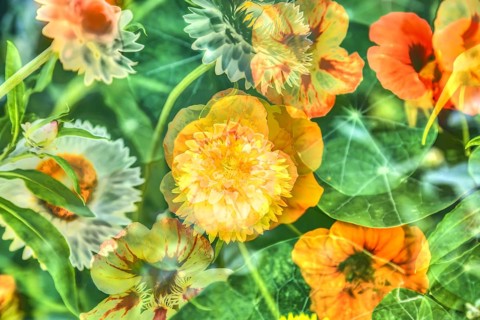 Flowers creative