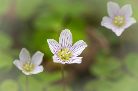 Common wood sorrel