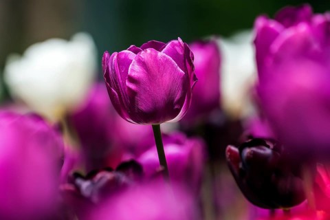 Flowering tulips