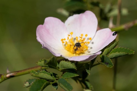 Sweat bee