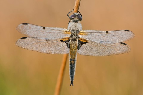 Four-spotted chaser