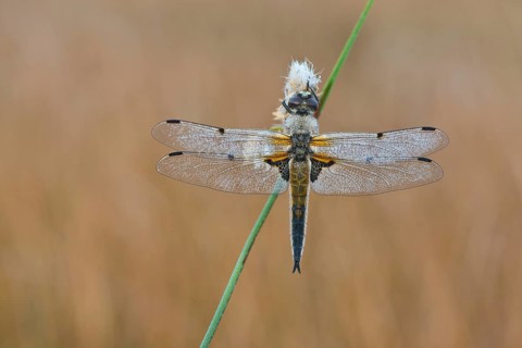 Four-spotted chaser