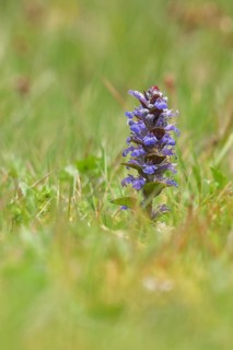 Blue bugle