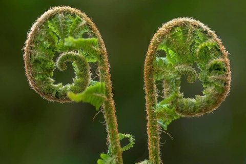 Unfolding ostrich fern