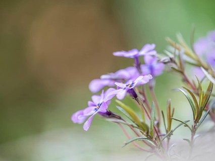 Flowering creeping phlox