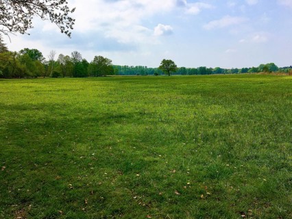 Forage meadow in spring